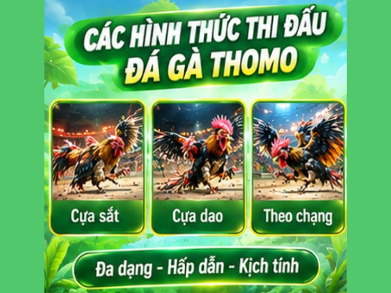 Các Hình Thức Đá Gà Thomo Phổ Biến
