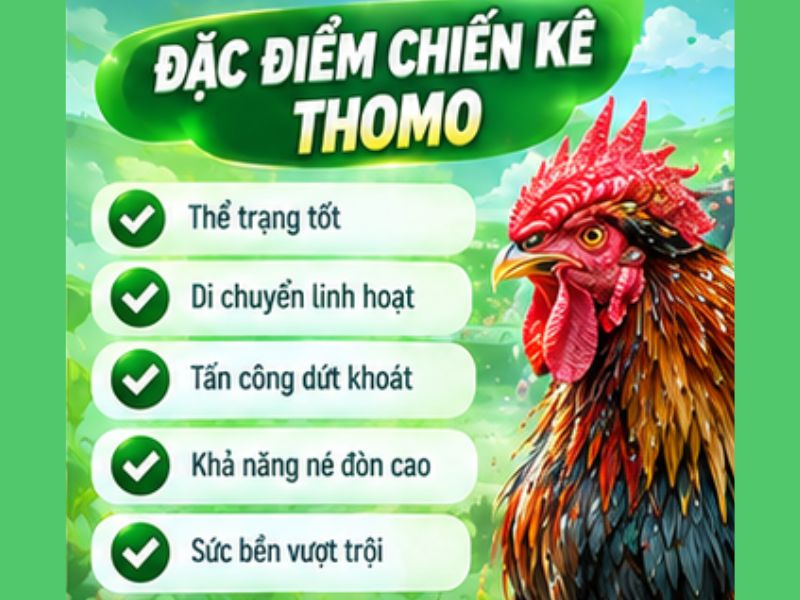 Đá Gà Cựa Sắt Thomo Có Gì Hấp Dẫn?