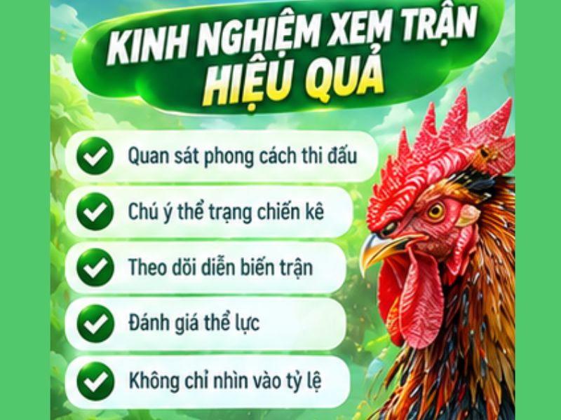 Kinh Nghiệm Theo Dõi Đá Gà Thomo Hiệu Quả