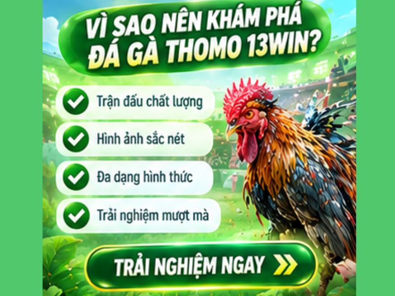 Vì Sao Đá Gà Thomo Là Nội Dung Nổi Bật Trong Chuyên Mục Đá Gà 13WIN