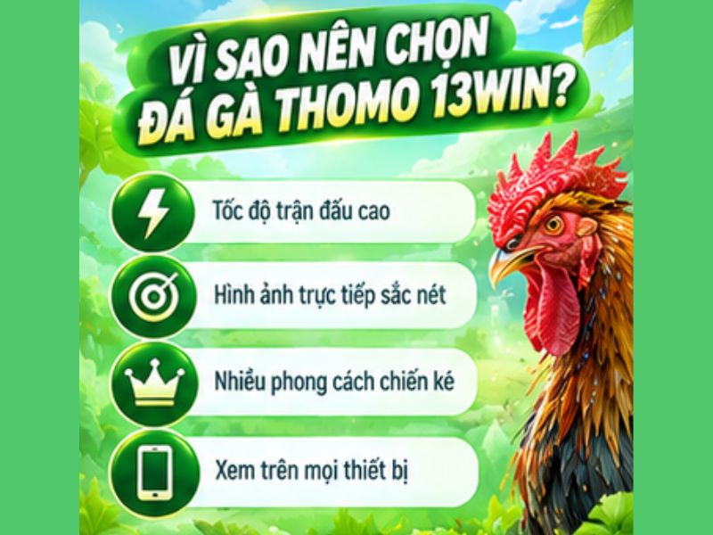 Vì Sao Đá Gà Thomo Thu Hút Người Theo Dõi